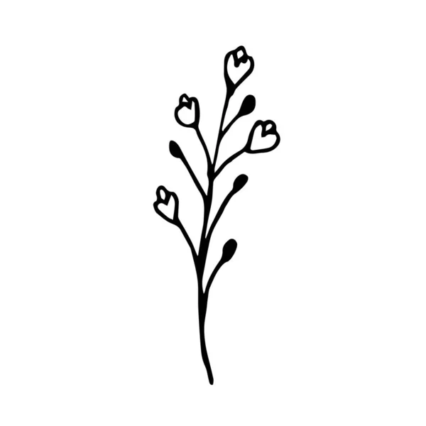 Κοτσάνι Λουλούδια Και Μούρα Εικονογράφηση Διάνυσμα Των Κλαδιών Λουλούδια Μπορεί — Διανυσματικό Αρχείο