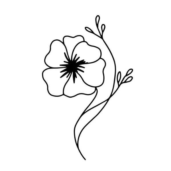 Flor Papoula Desenhada Mão Fundo Branco Isolado Flor Com Folhas Ilustração De Bancos De Imagens