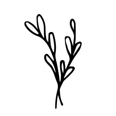 Beyaz arka planda iki baharat filizinin vektör çizimi