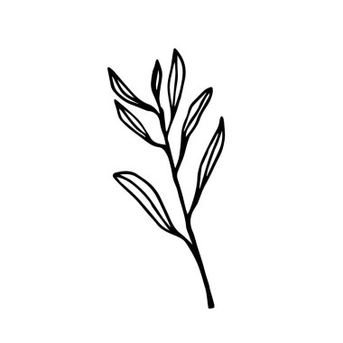 Beyaz arka plandaki çay yaprakları yakın planda izole edilir..