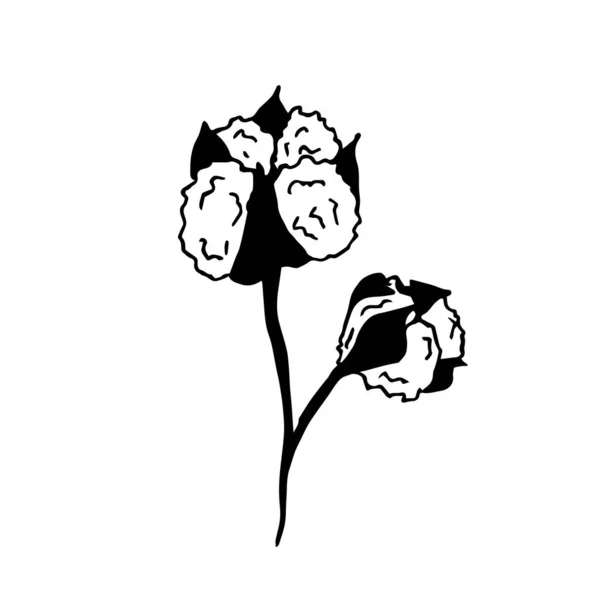 Нарисуйте Два Цветка Хлопка Ветке Белом Фоне — стоковый вектор