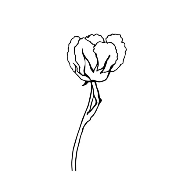 Vector Sketch One Cotton Flower — Stock vektor