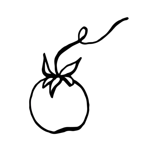 Doodle Tomates Una Ramita Invernadero Sobre Fondo Blanco Aislado Tomate — Archivo Imágenes Vectoriales