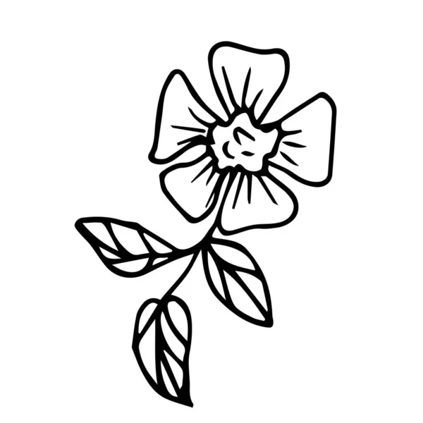 Doodle Fleur Vectorielle Cinq Pétales Une Brindille Trois Feuilles Fleur — Image vectorielle