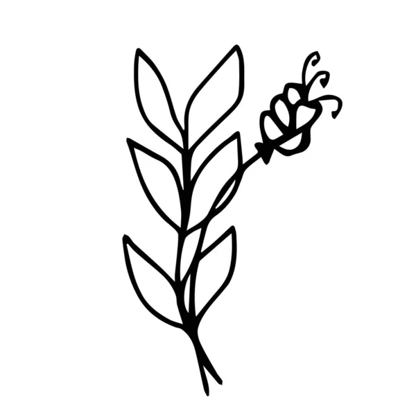 Нарисуйте Необычный Цветок Листом Белом Фоне Изолирован — стоковый вектор