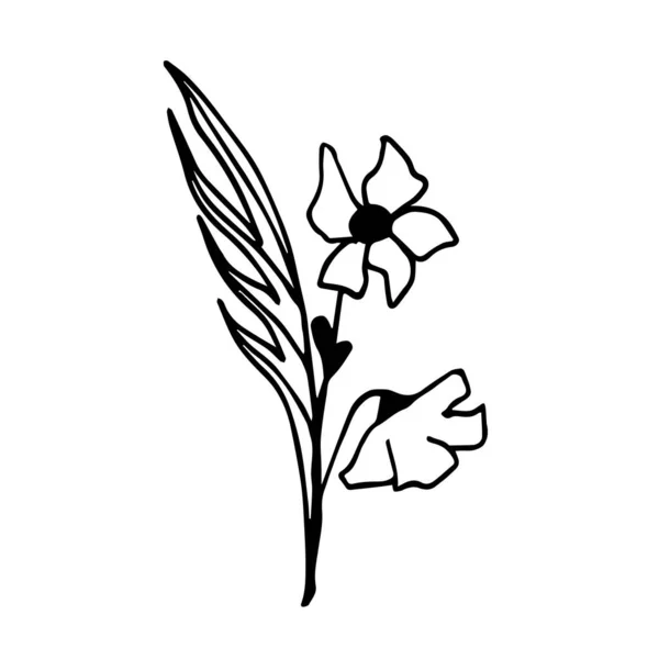 Doodle Zwei Mohnblumen Mit Einem Blatt Auf Weißem Hintergrund Sind — Stockvektor