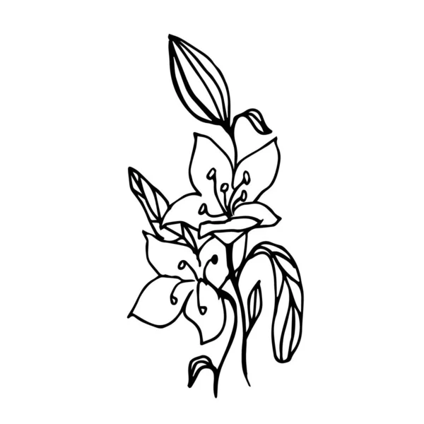 Цветы Лилии Белом Фоне Изолированы — стоковый вектор