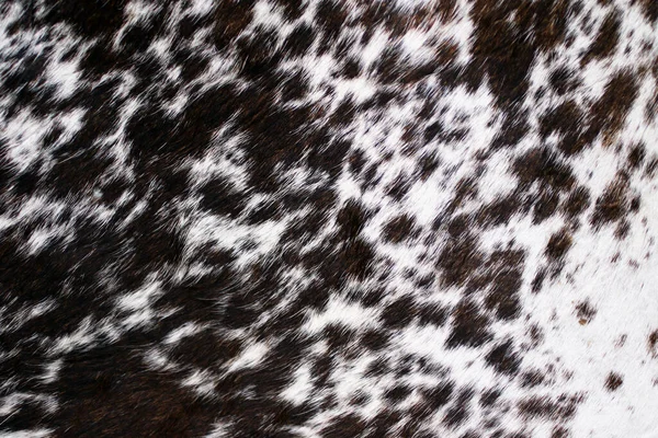 动物皮的结构 褐色和白色调的短绒头 — 图库照片