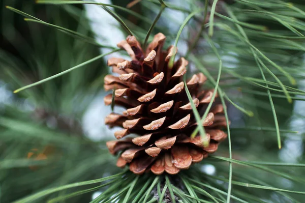 Geöffnete Beule Einem Ast Des Weihnachtsbaums Unscharfer Hintergrund Weihnachtskonzept — Stockfoto