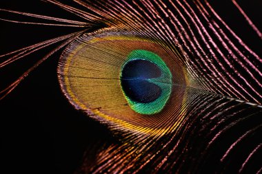 Tavus kuşu tüyü. Tasarım için siyah arkaplan..