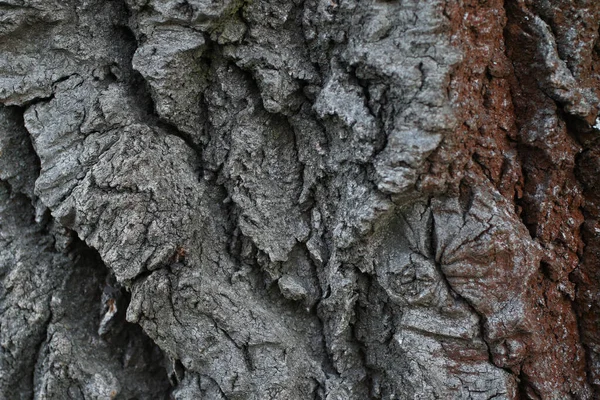 Трещины Деревянной Текстуре Органическое Происхождение — стоковое фото