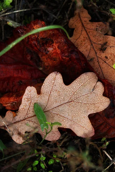 Bela folha de carvalho de outono entre grama verde orvalho.Bom como papel de parede ou fundo natural com conceito de cópia space.Autumn. — Fotografia de Stock