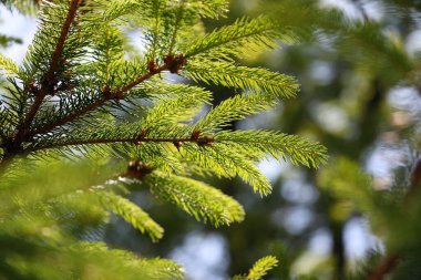 Güneşli bir günde ladin dalı.