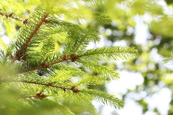 Spruce branch in a sunny day.Shiny bokeh on the background.Floral background. — Stock Photo, Image