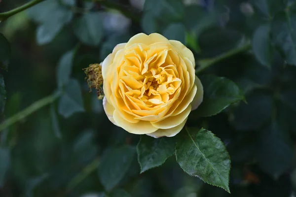 Fotografía Primer Plano Hermosa Rosa Austin Jardín Bandera Floral Horizontal —  Fotos de Stock