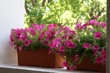 Potalarda parlak pembe petunya. Açık hava dekorasyon konsepti..