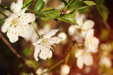 Beyaz çiçekli dallar ve taze yeşil yapraklar. Taze, güzel kokulu çiçekler. Güzel kiraz ağacının narin çiçekleri..
