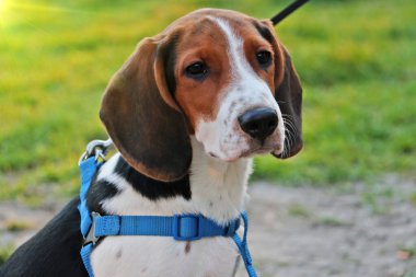 Tasmalı bir köpek portresi. Şirin küçük köpek..