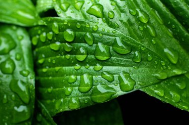Yağmur damlacıklarıyla taze yeşil yaprakların makro fotoğrafçılığı. Su damlacıklarıyla taze bahar yaprakları. Fotokopi alanı ile güzel doğal arka plan..