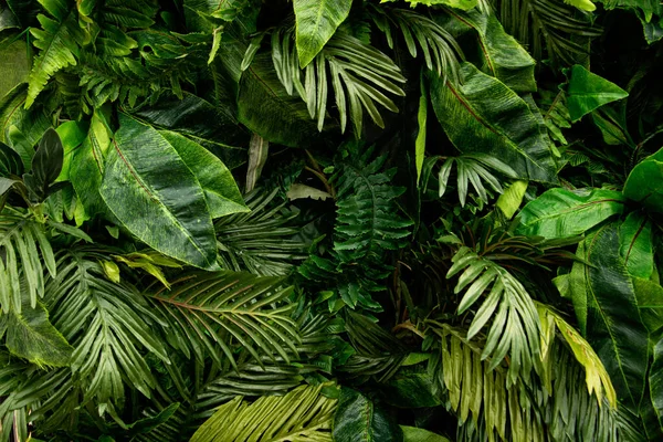 Sfondo da foglie tropicali verdi.Diverse piante fogliame su bcakdrop.Good scuro come banner pubblicitario con spazio copia. — Foto Stock