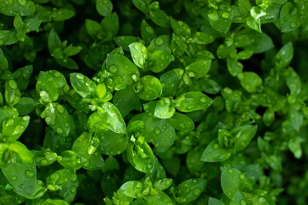 Macro Photographie Herbe Verte Avec Des Gouttes Pluie Feuillage Printanier — Photo