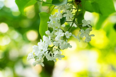 Çiçek açan beyaz dalların yakın plan fotoğrafları. Çiçek açan zaman çiçekleri, çiçeklerdeki güneş ışınları..