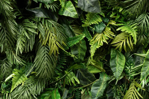 Sfondo da foglie tropicali lucide verdi.Diverse piante fogliame su bcakdrop.Good scuro come banner pubblicitario con spazio copia. — Foto Stock