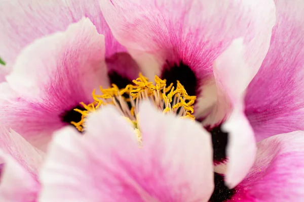 Çiçek Yaprakları Erkek Organlarının Makro Fotoğrafları Güzel Pembe Renk Fotokopi — Stok fotoğraf