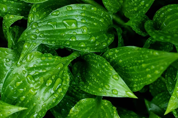 Macro photography of the green glossy leafs with rain drops,top view.Fresh spring foliage with water droplets.Beautiful natural background,banner with copy space.