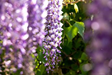 Wisteria 'nın güzel çiçekleri, yakından. Geleneksel Japon çiçekleri. Arka planda yeşil yapraklı mor çiçekler..