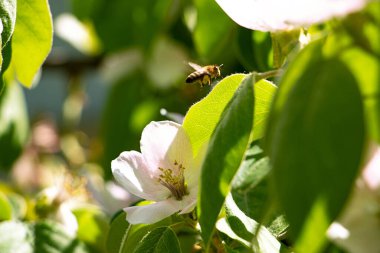 Çiçek açan bir elmanın ya da ayva çiçeğinin fotoğrafı. Baharın çiçek açması kavramı. Arka planda uçan arı..