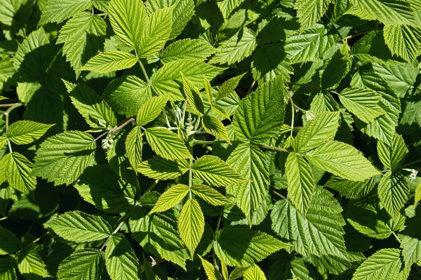 Taze yeşil yaprakların üst görüntüsü. Kopya alanı olan botanik arka planı..
