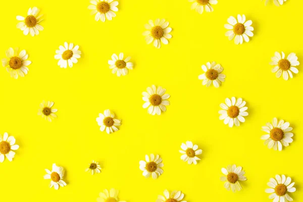 Patrón natural de manzanillas frescas sobre fondo amarillo brillante. — Foto de Stock