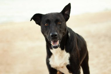 Vahşi, evcil köpek değil sahilde kalıp kameraya bakmak. Yüzünde kum vardı..