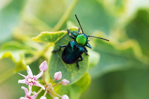 Chafer rosa ou besouro rosa nas folhas verde.Planta com flores rosadas.Fundo natural. — Fotografia de Stock