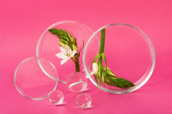 Petri Rätter Vistas Rosa Bakgrunder Med Blomma Gren Inuti Glass — Stockfoto