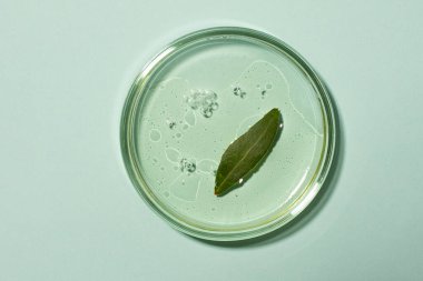 İçi şeffaf jel kaplı petri kabının üst görüntüsü. Taze yeşil yaprak. Araştırma ve kozmetik hazırlama kavramı..