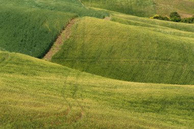 Muhteşem ilkbahar kırsal manzarası. Toskana yeşil dalga tepelerinin çarpıcı manzarası, inanılmaz güneş ışığı, güzel altın tarlalar ve çayırlar. Toskana, İtalya, Avrupa