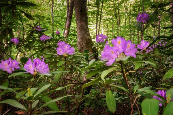 Bahar ormanlarında çiçek açan Rododendron. Strandzha Zelenica ya da Rhododendron ponticum, taze mor çiçekli yeşil bir çalılık, ağaçların gölgesinde yetişir.