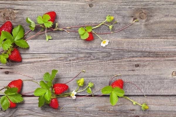 Rand van verse aardbeien. — Stockfoto