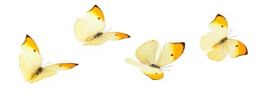 Sarı kelebekler (Anteos Menippe).