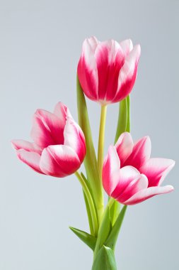 Bir buket pembe lale..