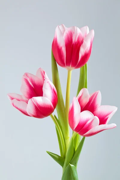 Ramo de tulipanes rosados. —  Fotos de Stock