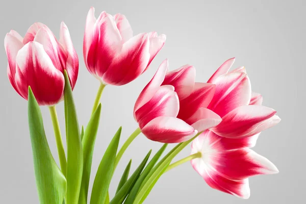 Buquê de tulipas rosa. — Fotografia de Stock