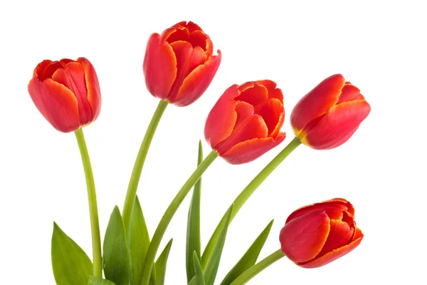 Bukiet czerwonych tulipanów. — Zdjęcie stockowe