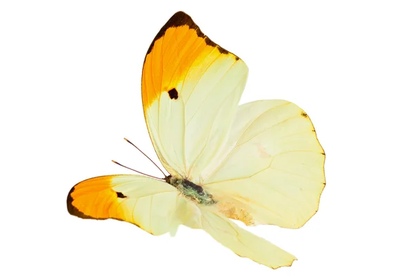 Метелик (Anteos Menippe ). — стокове фото