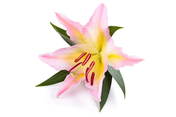 Roze lily bloem. — Stockfoto