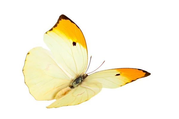 Butterfly (Anteos Menippe). — Stock Photo, Image