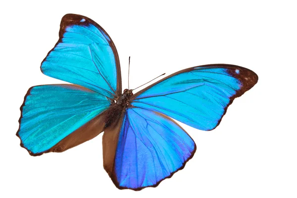 Blue tropical butterfly. — Stock Photo, Image