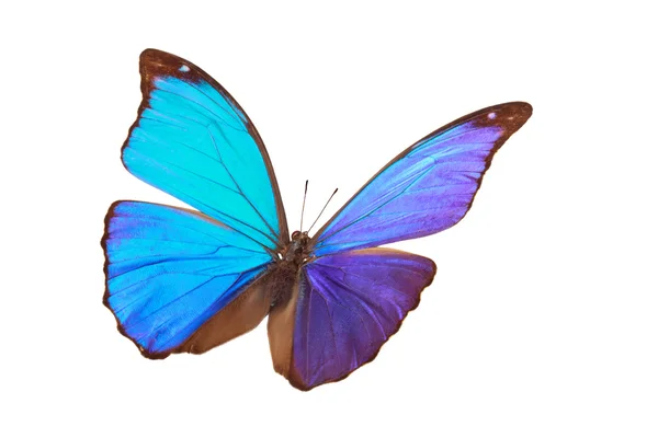 Blue tropical butterfly. — Stock Photo, Image